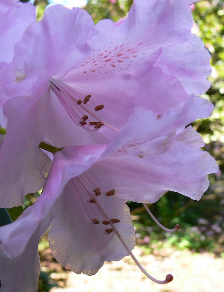 Bois des Moutiers (303) Mai 2012